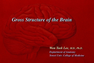 Gross Structure of the Brain