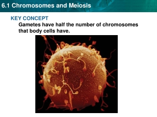 KEY CONCEPT  Gametes have half the number of chromosomes that body cells have.