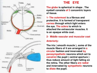 THE   EYE