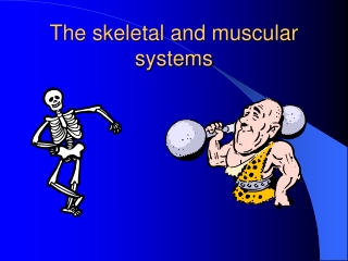 The skeletal and muscular systems