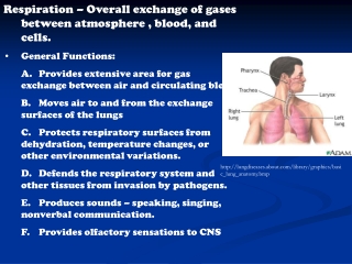 Respiration – Overall exchange of gases between atmosphere , blood, and cells. General Functions: