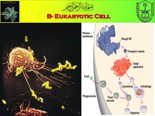 B- Eukaryotic Cell