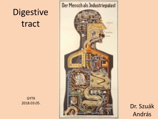 Digestive tract