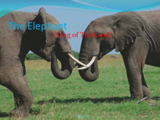 The Elephant