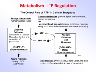 Metabolism --  ~ P Regulation