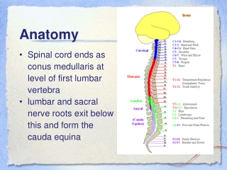 Anatomy