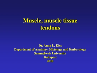 Muscle ,  muscle tissue tendons