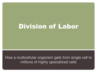 Division of Labor