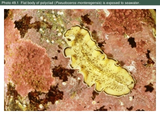 Photo 49.1  Flat body of polyclad ( Pseudoceros monteregensis ) is exposed to seawater.