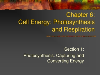 Chapter 6: Cell Energy: Photosynthesis and Respiration