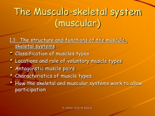The  Musculo -skeletal system (muscular)