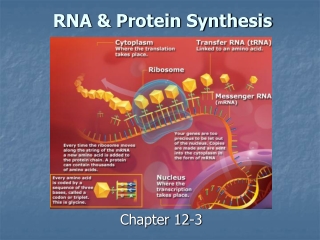 RNA &amp; Protein Synthesis