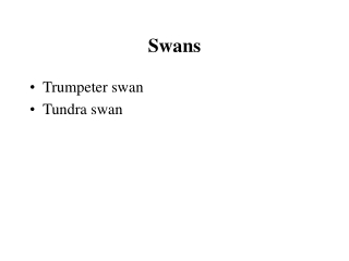 Swans