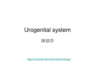 Urogenital system