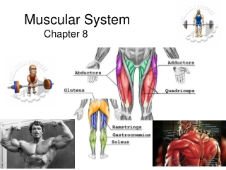 Muscular System