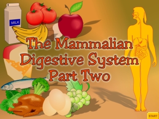 Absorption of Digested Food