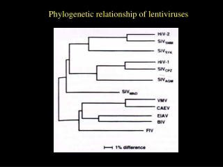 Phylogenetic relationship of lentiviruses