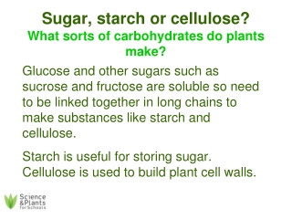 Sugar, starch or cellulose? What sorts of carbohydrates do plants make?