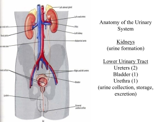 Anatomy of the Urinary System Kidneys (urine formation) Lower Urinary Tract Ureters (2)