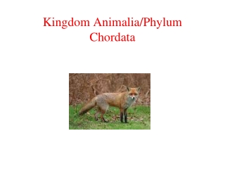 Kingdom Animalia/Phylum Chordata