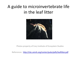 A guide to microinvertebrate life in the leaf litter