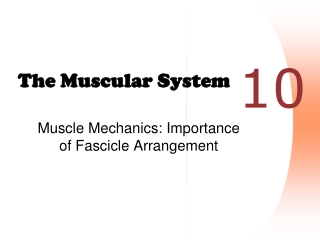 The Muscular System