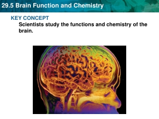 KEY CONCEPT  Scientists study the functions and chemistry of the brain.