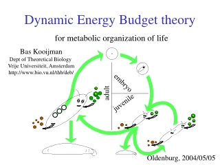 Dynamic Energy Budget theory