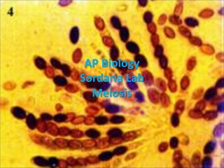 AP Biology Sordaria  Lab Meiosis