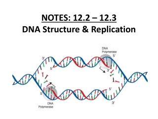 NOTES: 12.2 – 12.3 DNA Structure &amp; Replication