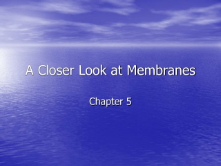 A Closer Look at Membranes