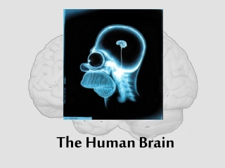 The Human Brain