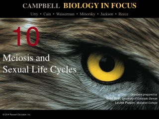 Meiosis and  Sexual Life Cycles