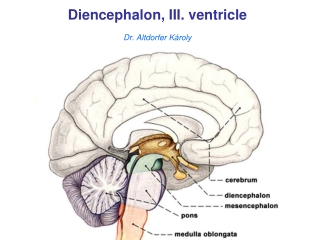 Diencephalon , III.  ventricle Dr. Altdorfer Károly