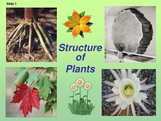 Structure of  Plants