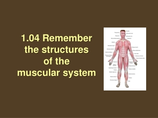 1.04 Remember the structures  of the  muscular system