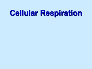 Cellular Respiration