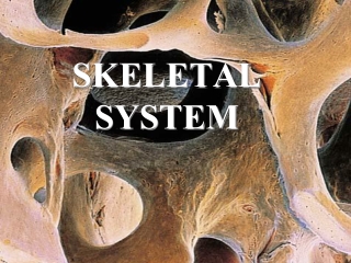 SKELETAL SYSTEM