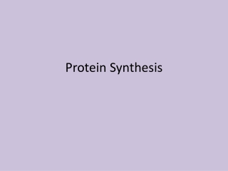 Protein Synthesis