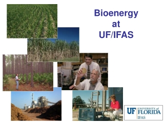 Bioenergy  at UF/IFAS