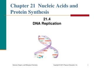 Chapter 21  Nucleic Acids and Protein Synthesis