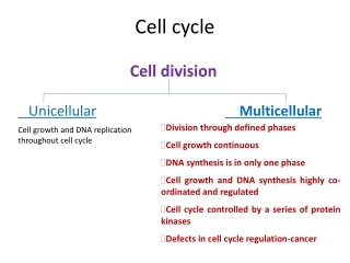 Cell cycle