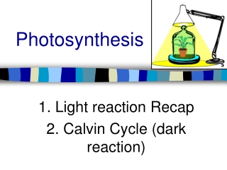 Photosynthesis