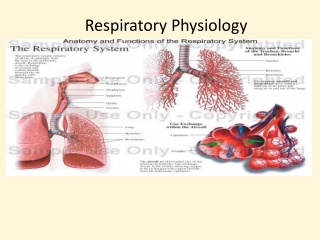 Respiratory Physiology