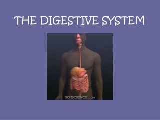 THE DIGESTIVE SYSTEM