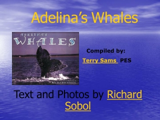 Adelina’s Whales