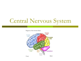 Central Nervous System