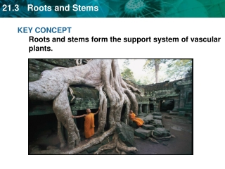 KEY CONCEPT Roots and stems form the support system of vascular plants.