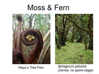 Moss &amp; Fern