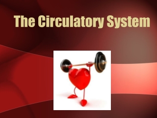 The Circulatory System